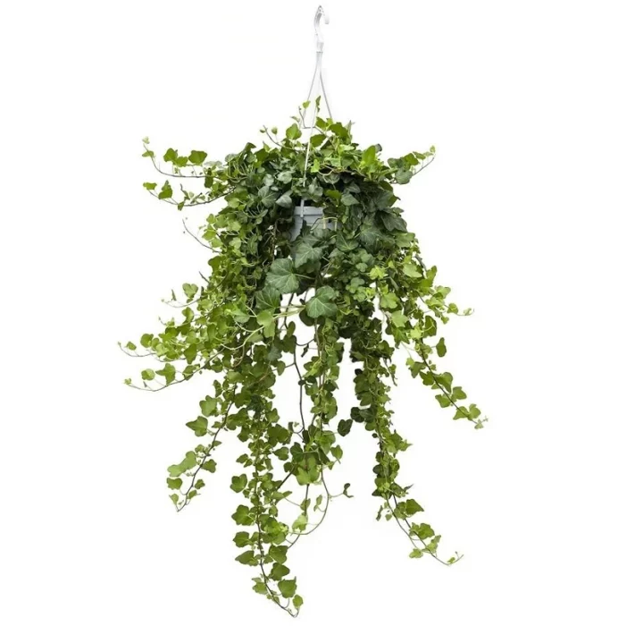Hanging Plant As A Camouflage Of Sexswing Suspension